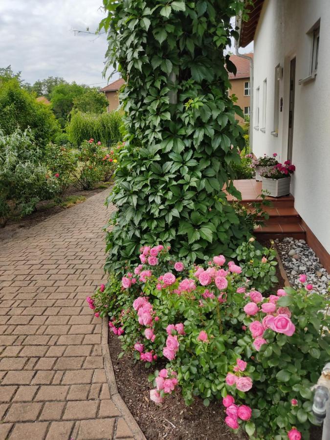 Grosszuegige Ferienwohnung Am Waldesrand Im Seenland Lauta ภายนอก รูปภาพ